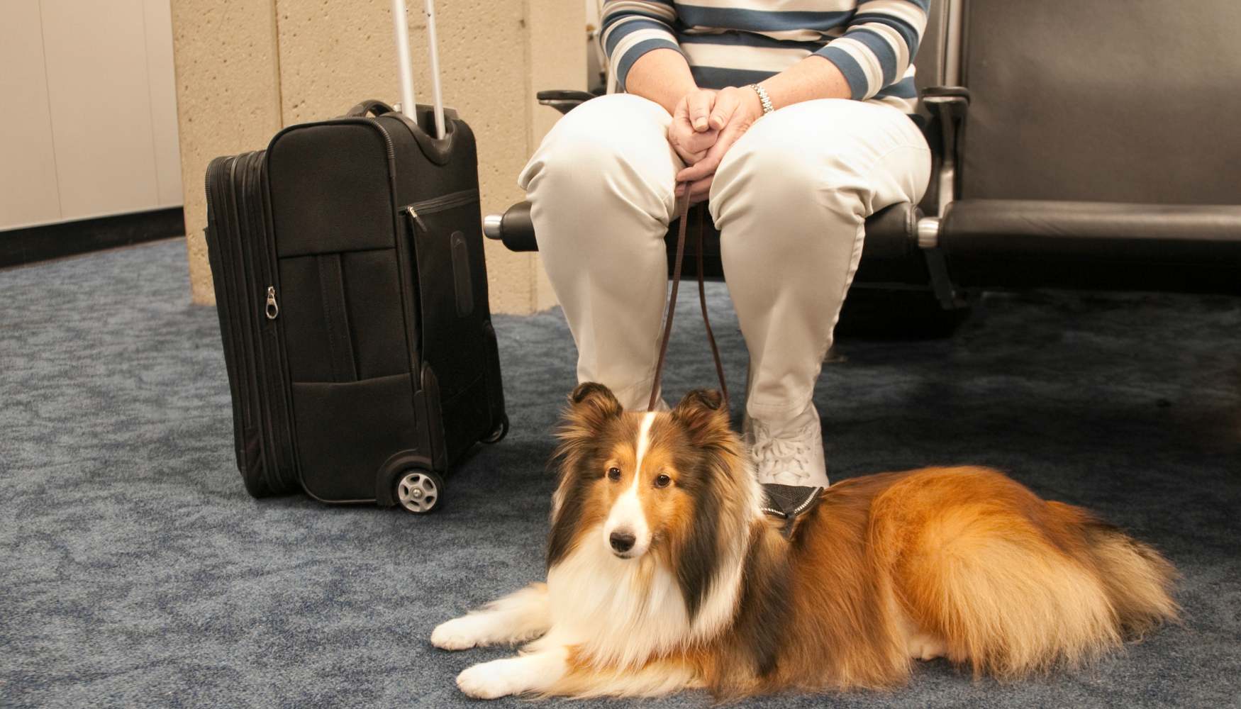 can you be a travel nurse with a dog